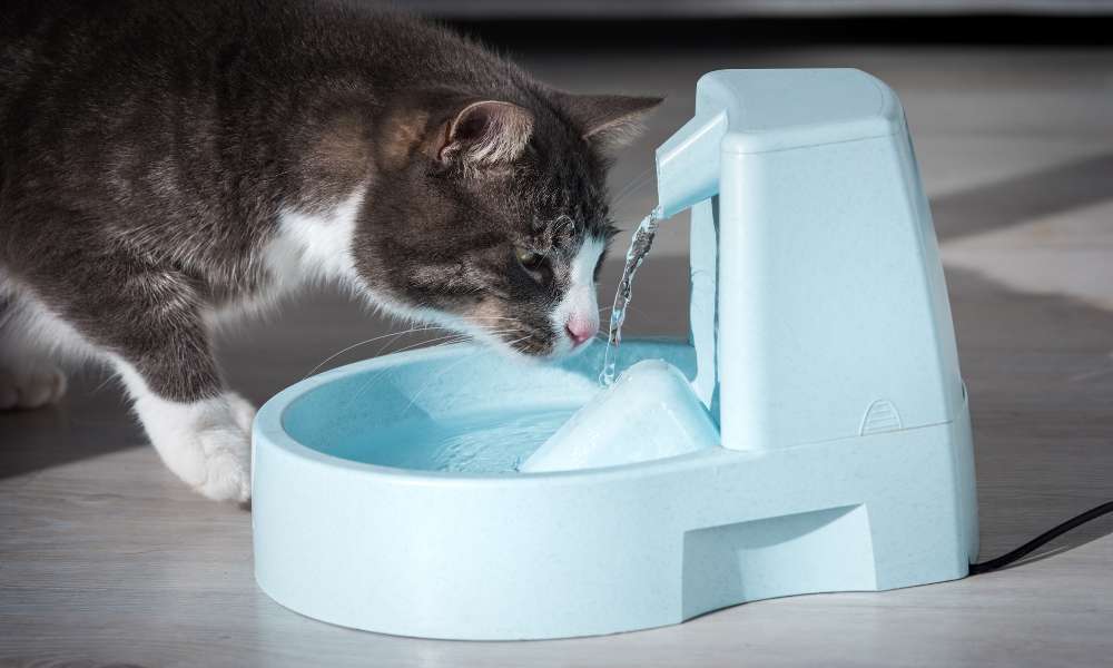 what is the best water fountain for cats